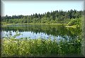 Lesní rybník Olienka nedaleko Skalky