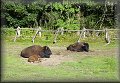 Bizoni v Prášilech