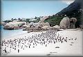 Kolonie tučňáků u Simon's Town 