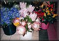 Protea královská - symbol JAR (v květinářství v Kapském Městě) 