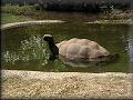 Galapážská želva 
